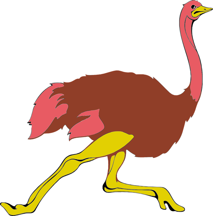 Animal Bird Flightless - Running Ostrich Clipart - Png Download (711x720), Png Download