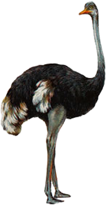 Ostrich Transparent Image - Đà Điểu Png Clipart (750x750), Png Download