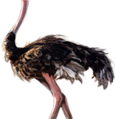 Ostrich Clipart Transparent - Png Download (640x480), Png Download