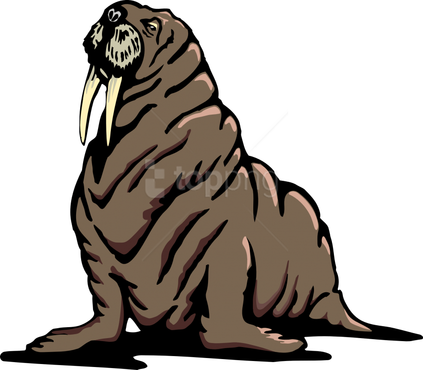 Free Png Walrus Png Images Transparent Clipart (850x743), Png Download