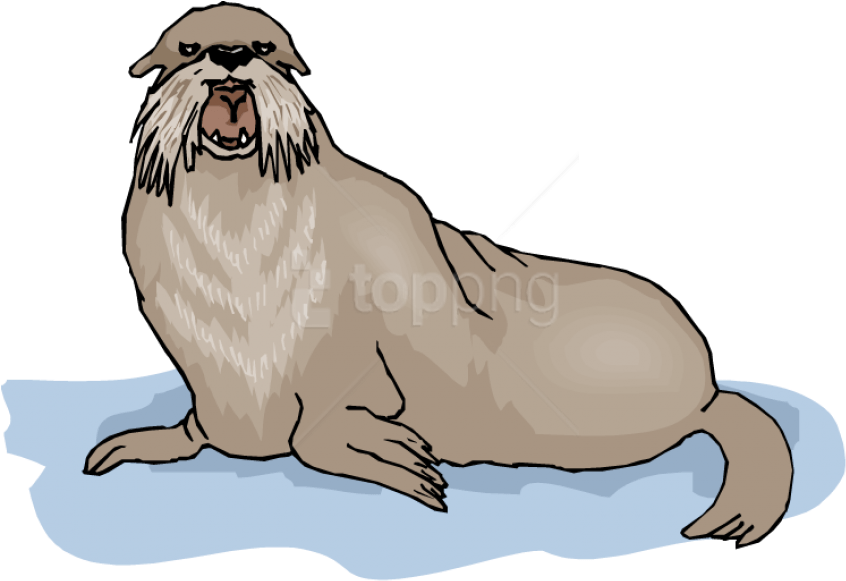 Free Png Walrus Background Png Png Images Transparent Clipart (846x581), Png Download
