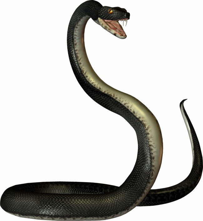 Black Mamba Snake Png Transparent Image Clipart (650x710), Png Download