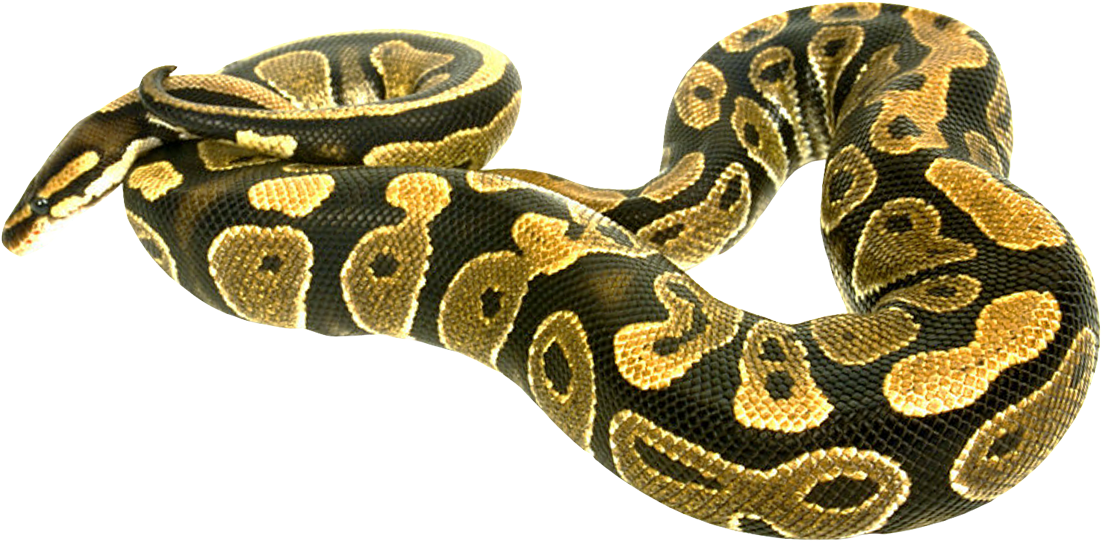 Nature Calm Animal - Boa Constrictor Png Clipart (1230x728), Png Download
