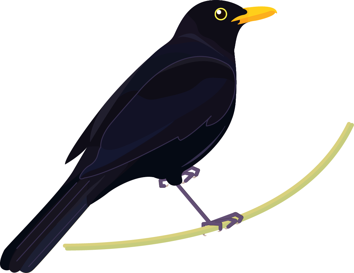 Blackbird Clipart (1156x894), Png Download