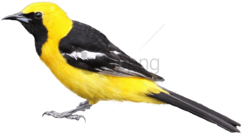 Free Png Download Black And Yellow Bird Png Images - Black And Yellow Bird Png Clipart (850x470), Png Download