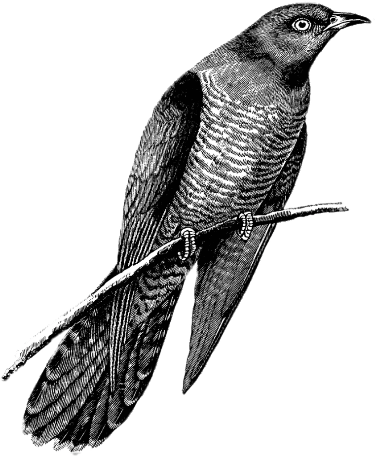Cuckoo Drawing Black And White - Flying Cuckoo Bird Drawing Clipart (771x929), Png Download