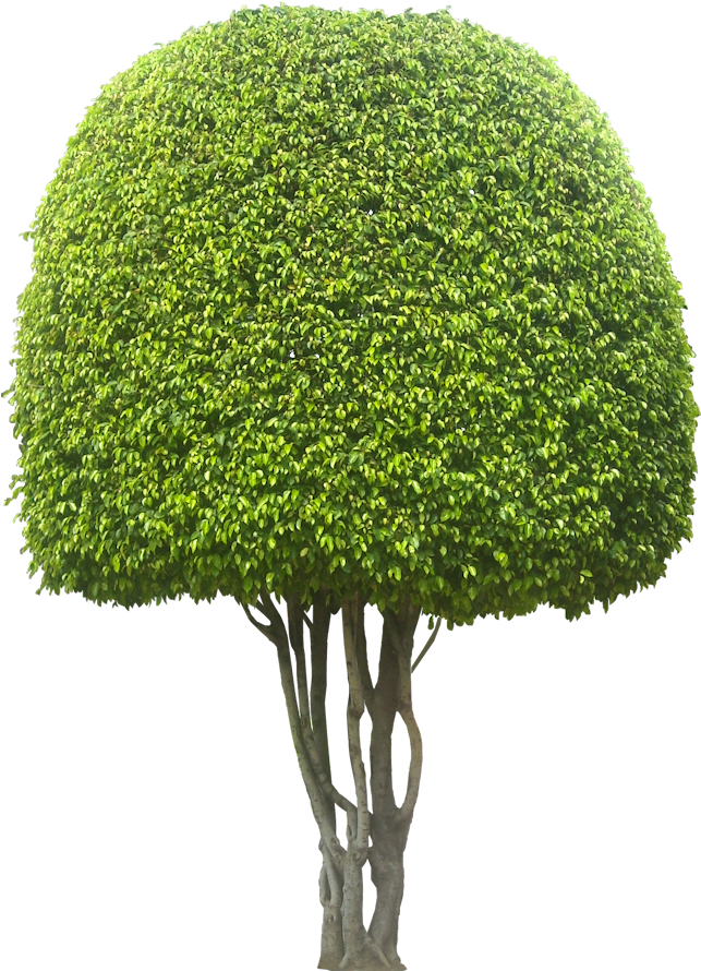 Fbenjaminab L Png Tree Cut Out Cambodian - Lace Wig Clipart (661x905), Png Download