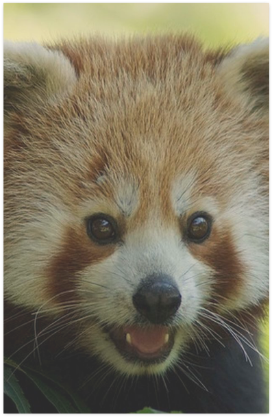 Red Panda Clipart (800x800), Png Download