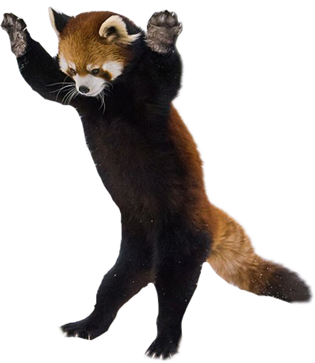 Red Panda On Hind Legs , Png Download Clipart (1024x1178), Png Download