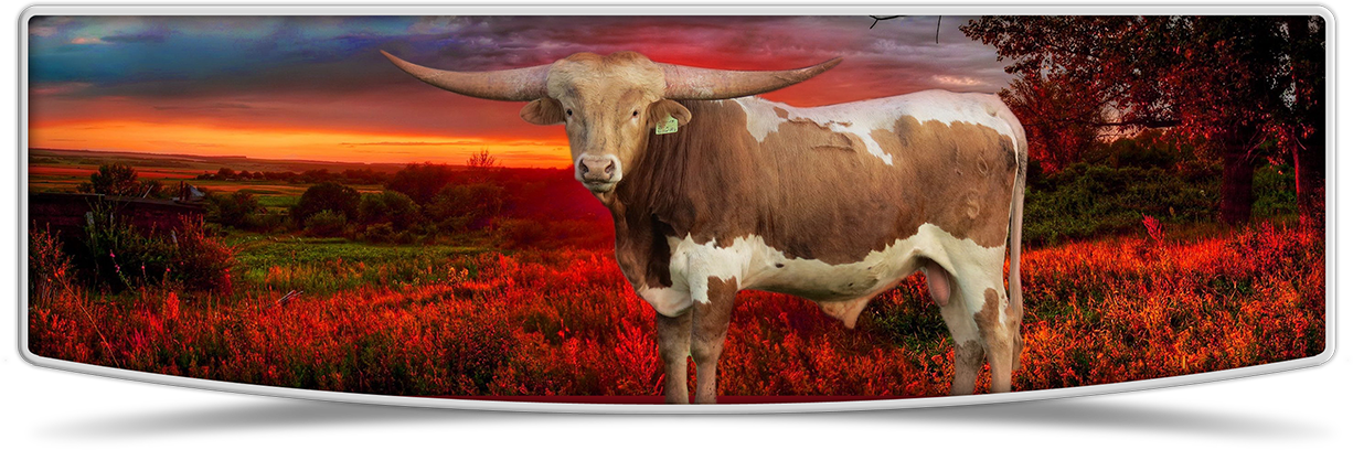 Lutt Longhorns Sale Banner Image - Texas Longhorn Clipart (1226x408), Png Download