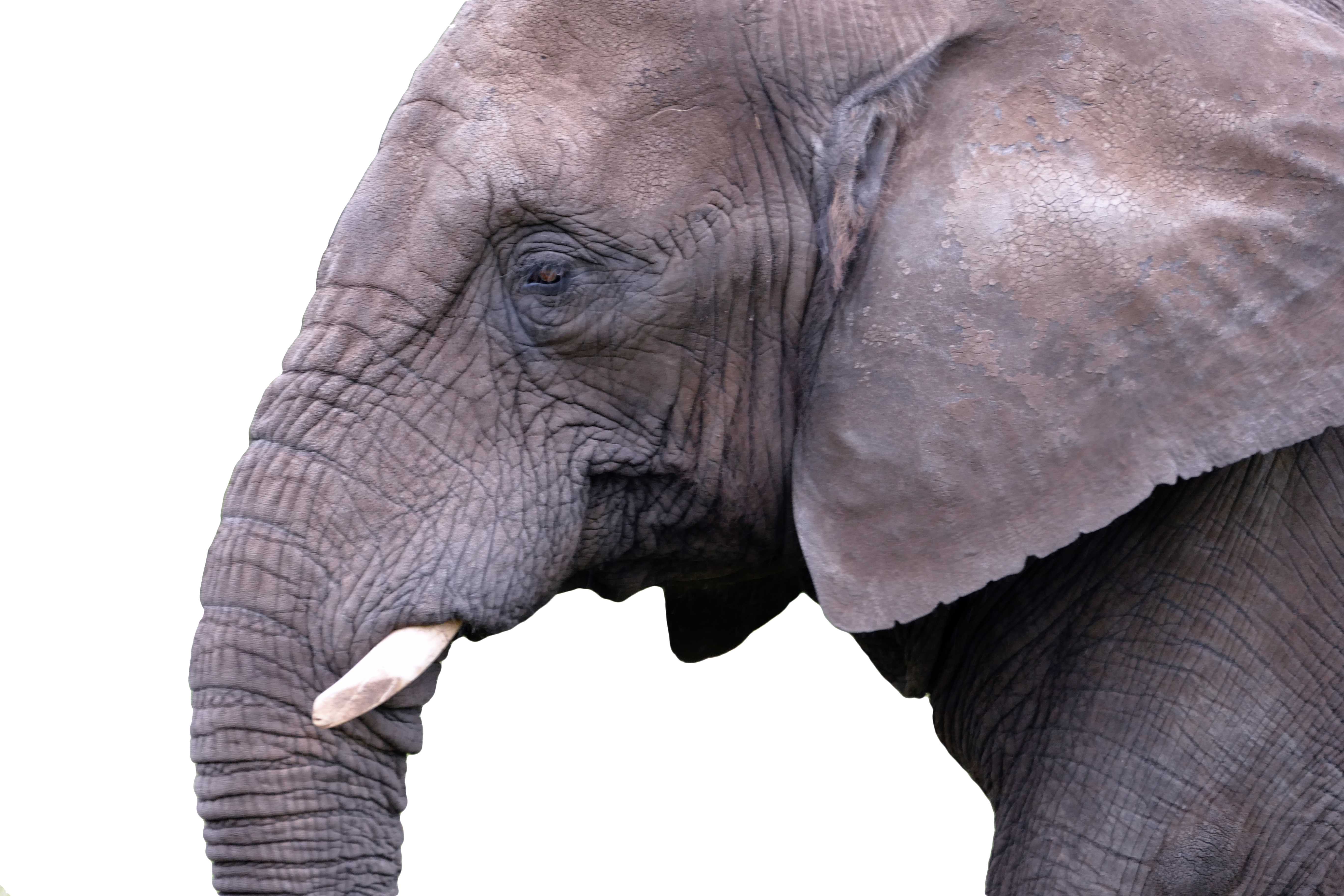 Mammal Elephant Nature Animal Wild 908445 Clipart (5472x3648), Png Download