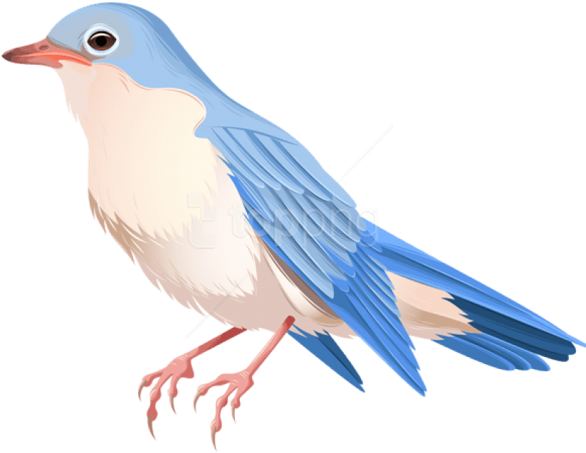 Free Png Download Bird Png Images Background Png Images - Bird Transparent Clipart (850x652), Png Download