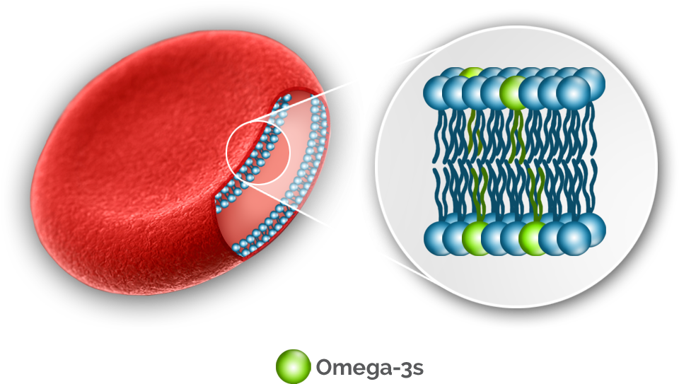 The Omega-3 Index Has Been Linked To Improved - Omega 3 Red Blood Cells Clipart (1000x826), Png Download
