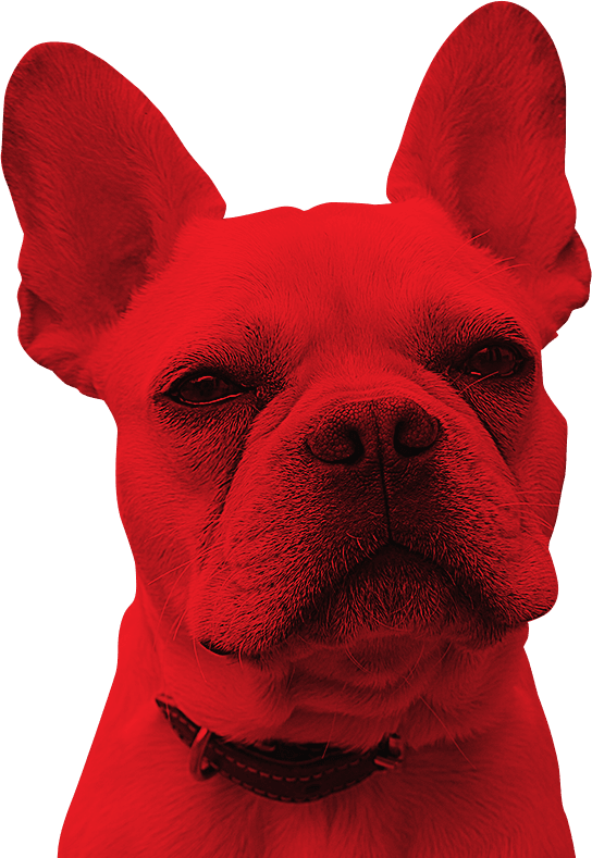 Our Services - Companion Dog Clipart (544x789), Png Download