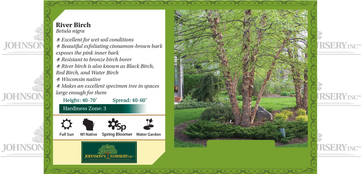 River Birch Png Clipart (1240x589), Png Download