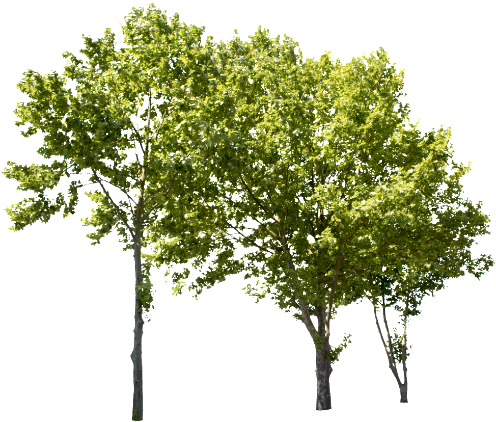 Plane Tree Group Ii - Group Of Trees Png Clipart (974x828), Png Download