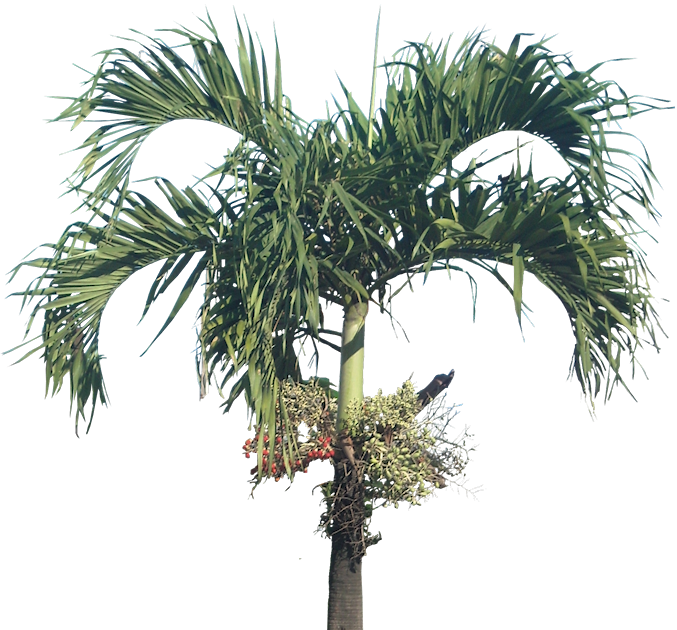 Palm Trees Clipart (677x630), Png Download