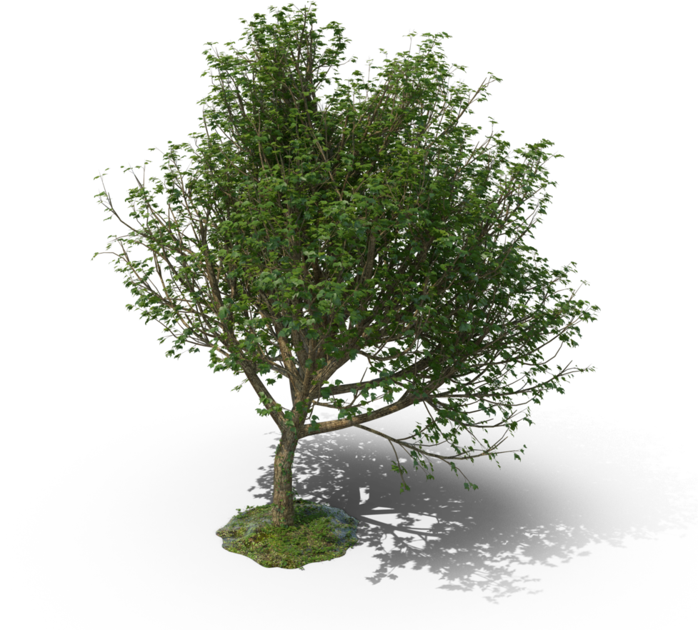 Mexican Pinyon Clipart (1024x1024), Png Download