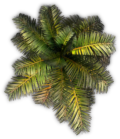 532k Small Palm Jcd G 06 Feb 2009 - Roystonea Clipart (533x589), Png Download