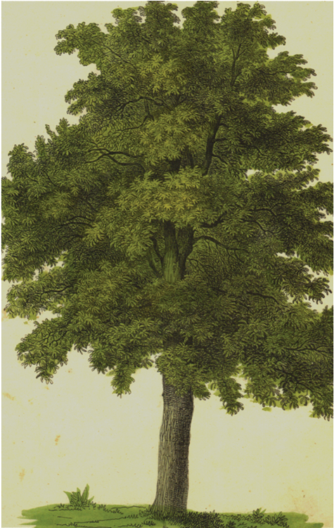 Mexican Pinyon Clipart (800x800), Png Download