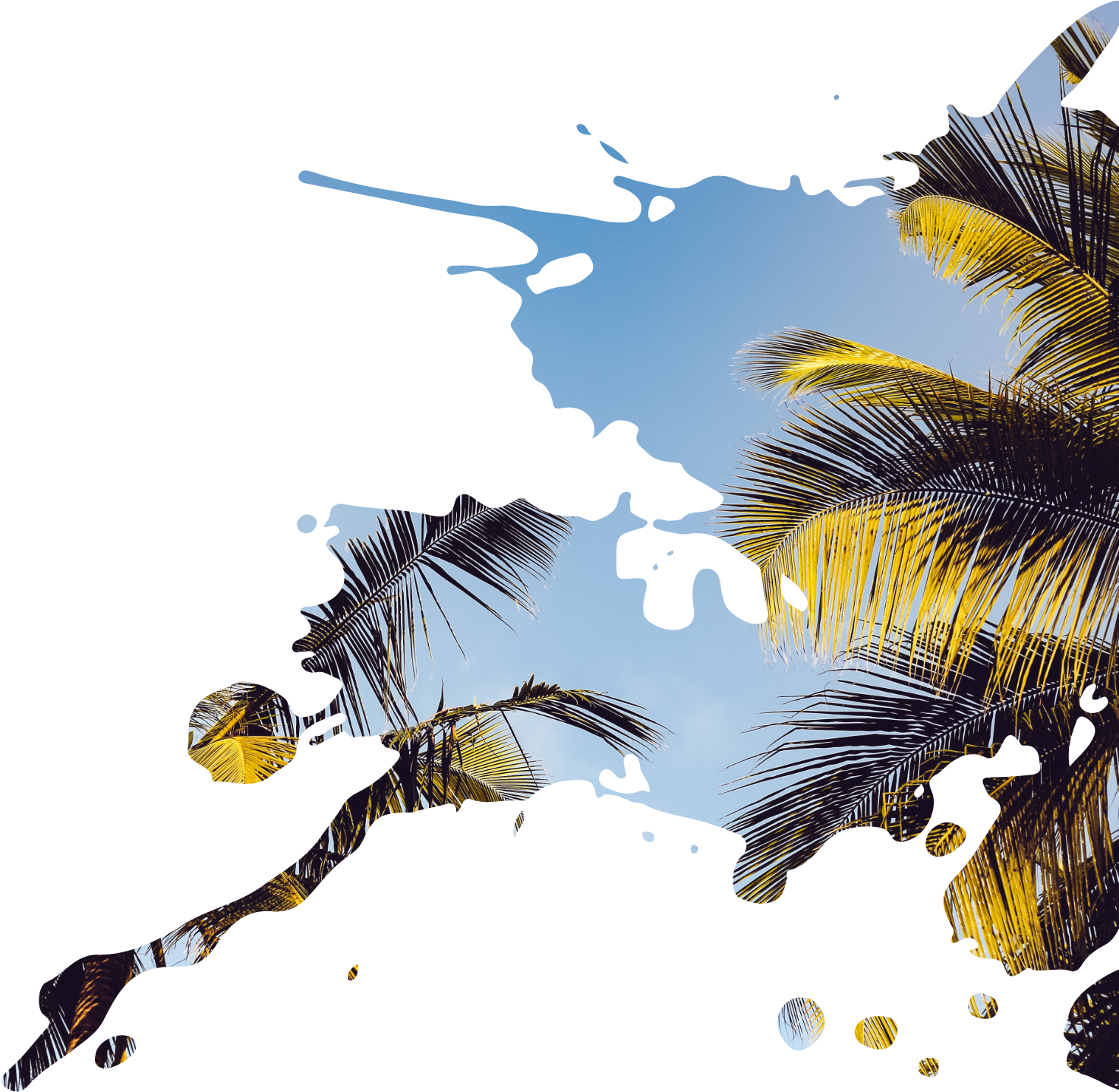 Travel & Palm Springs - Attalea Speciosa Clipart (1694x1781), Png Download