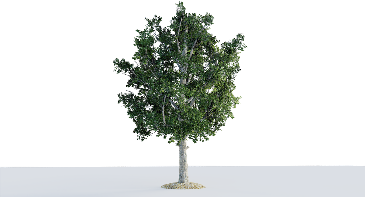 Mexican Pinyon Clipart (1200x675), Png Download