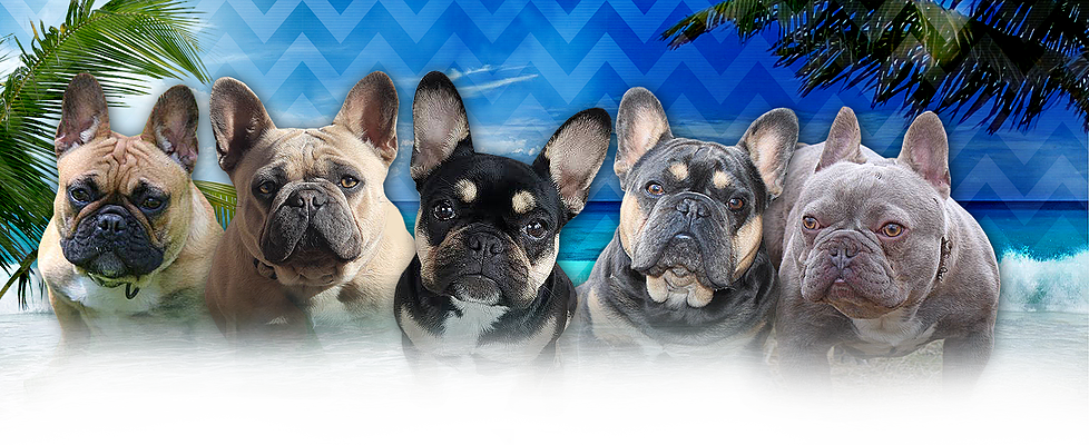 Home - French Bulldog Clipart (978x400), Png Download