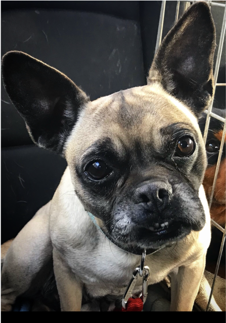 Donate To Petrescue - French Bulldog Clipart (638x638), Png Download