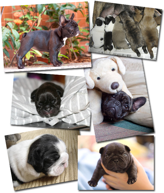 Vixbull French Bulldog Puppies - Pug Clipart (535x648), Png Download