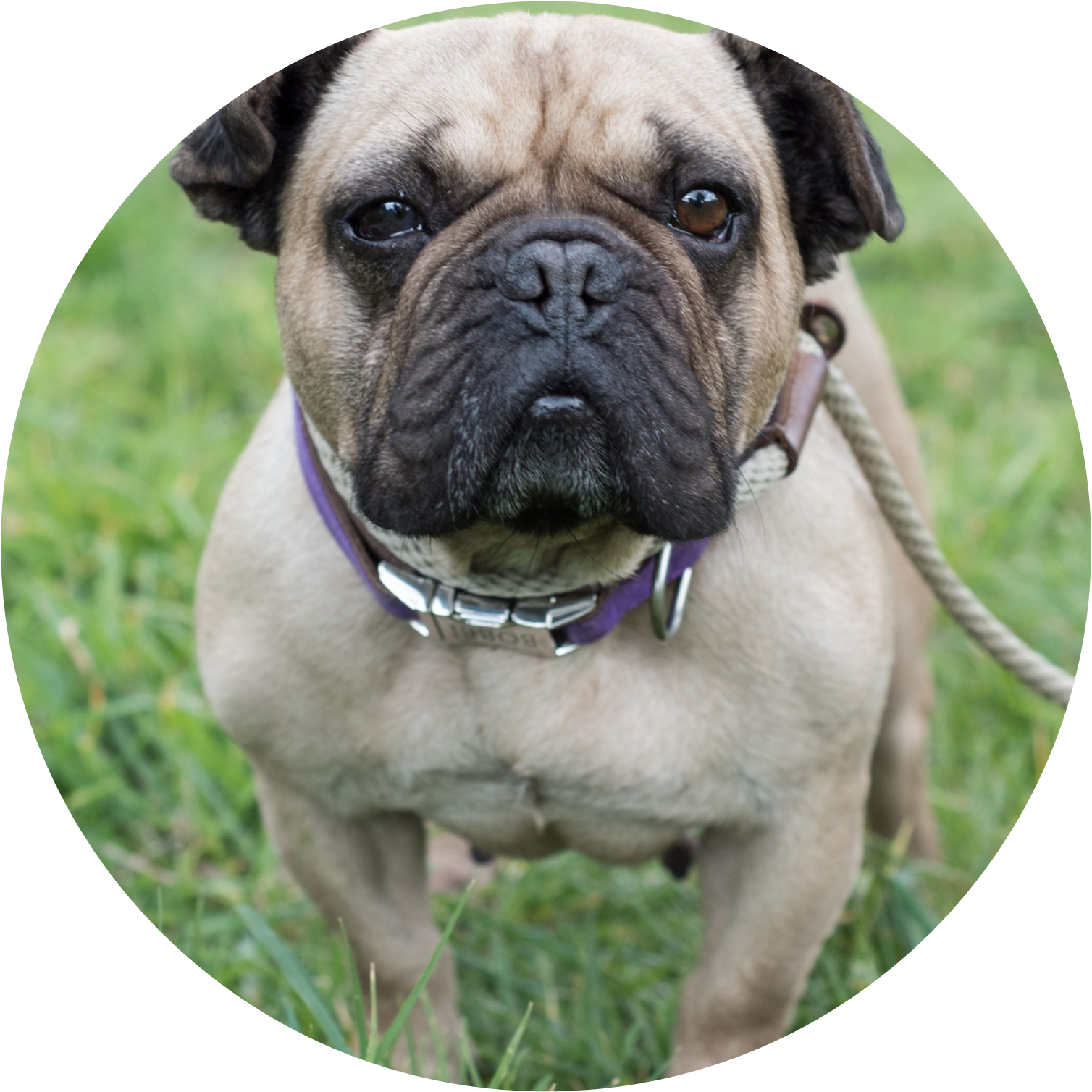 Adoption Clipart (1508x1508), Png Download