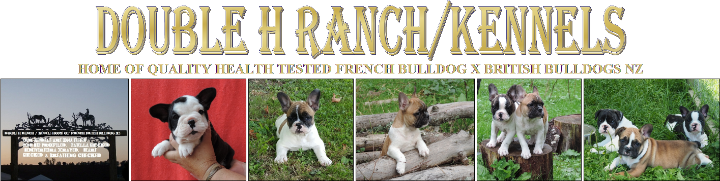 Double H Ranch/kennels - French Bulldog Clipart (1429x371), Png Download