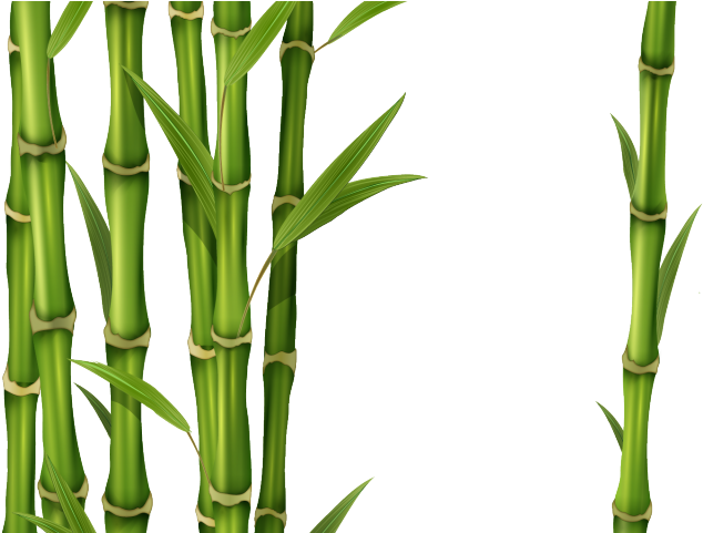 Bamboo Clipart Picture Frame - Transparent Bamboo - Png Download (640x480), Png Download