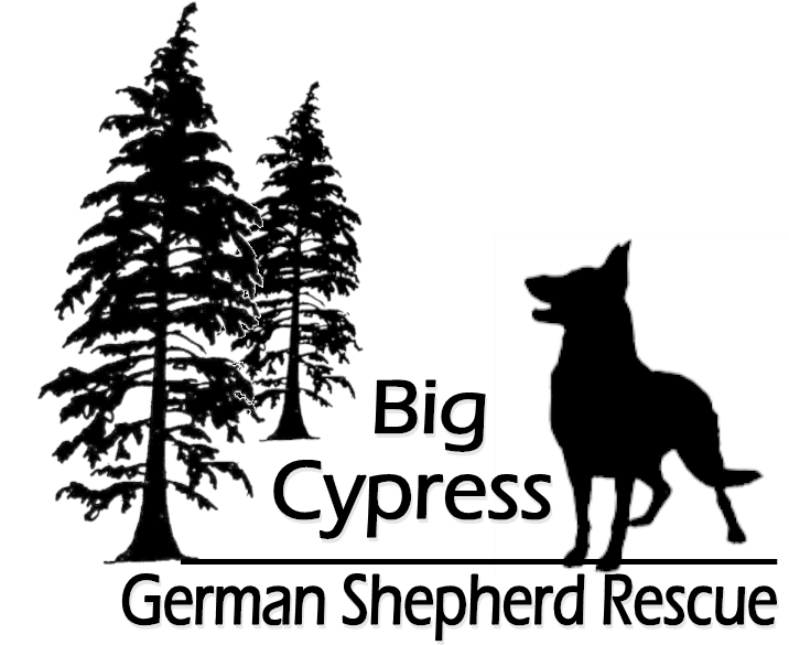 Cropped Logo Png - Tall Evergreen Tree Silhouette Clipart (716x585), Png Download