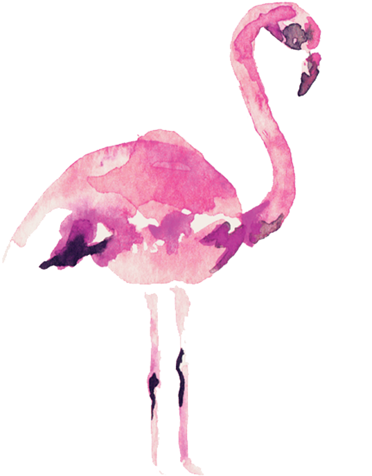 Video Courtesy Of Audrey Alba Films - Greater Flamingo Clipart (537x687), Png Download