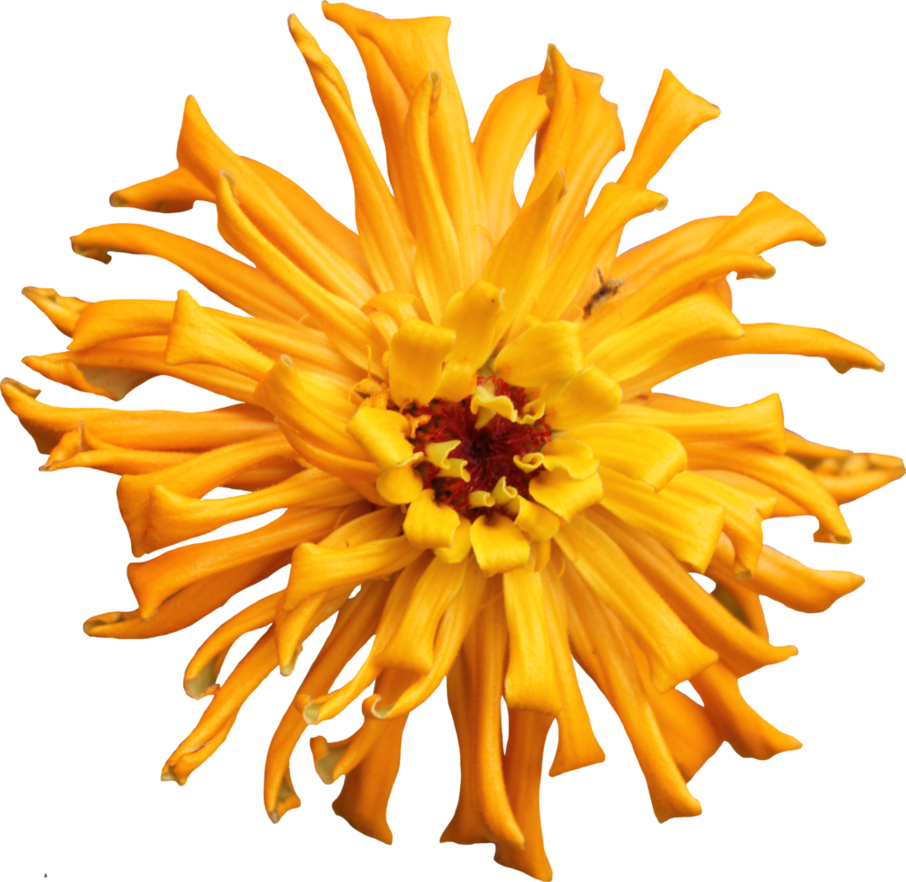 Cactus Transparent Flower Png - Sunflower Clipart (906x882), Png Download