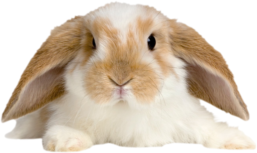 Cute Rabbit Png Clipart (1033x629), Png Download