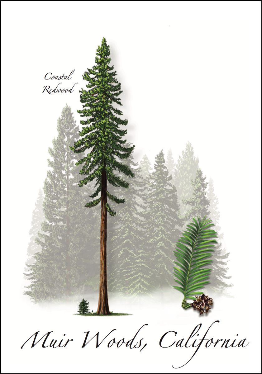 Coastal Redwood Clipart (1200x1200), Png Download