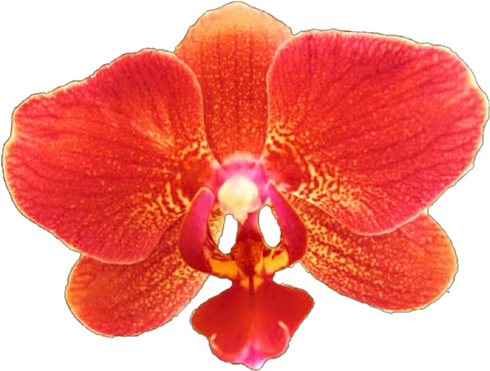 1024 X 781 13 - Red Orchid Flower Clipart (1024x781), Png Download