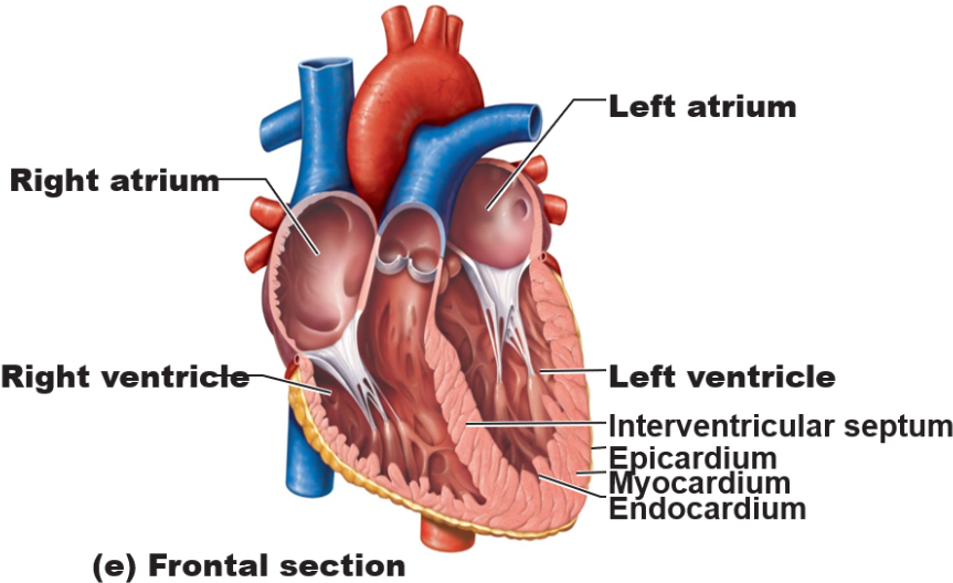 Forms Right Border Of Heart - Largest Artery In Human Body Clipart (900x546), Png Download