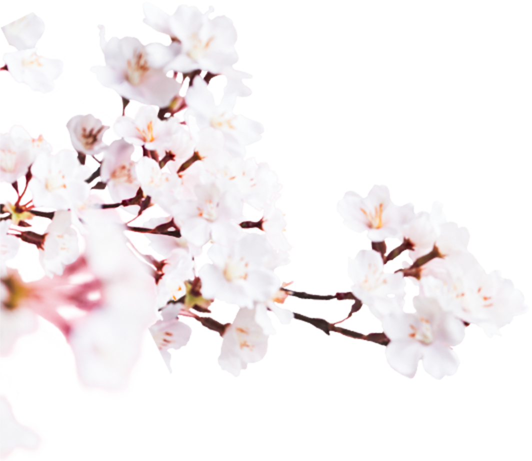 Cherry Blossom , Png Download - Cherry Blossom Clipart (1064x922), Png Download