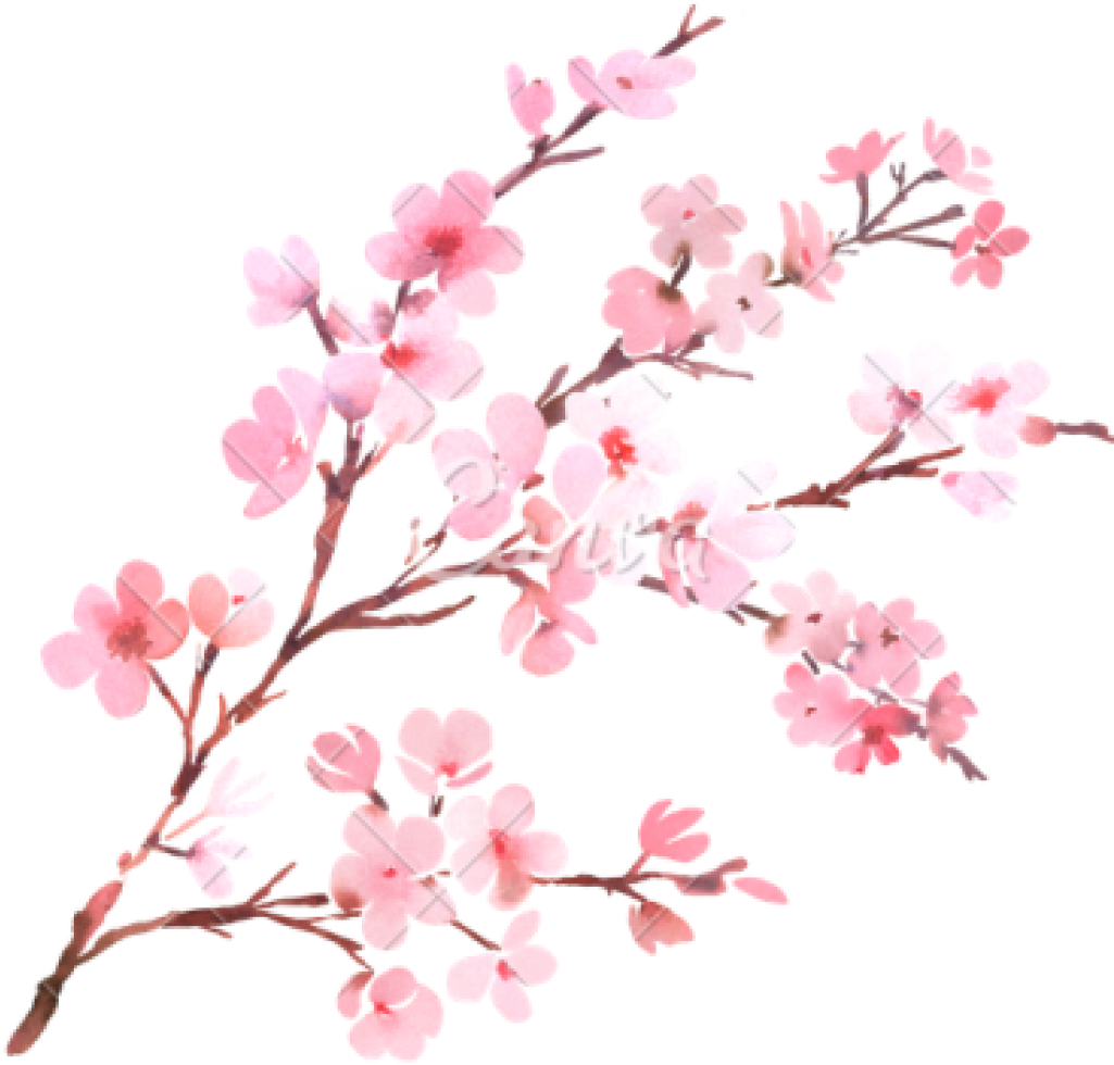 Clipart Png Download Cherry Blossom Free Png Transparent - Transparent Background Cherry Blossom Png (1024x1024), Png Download