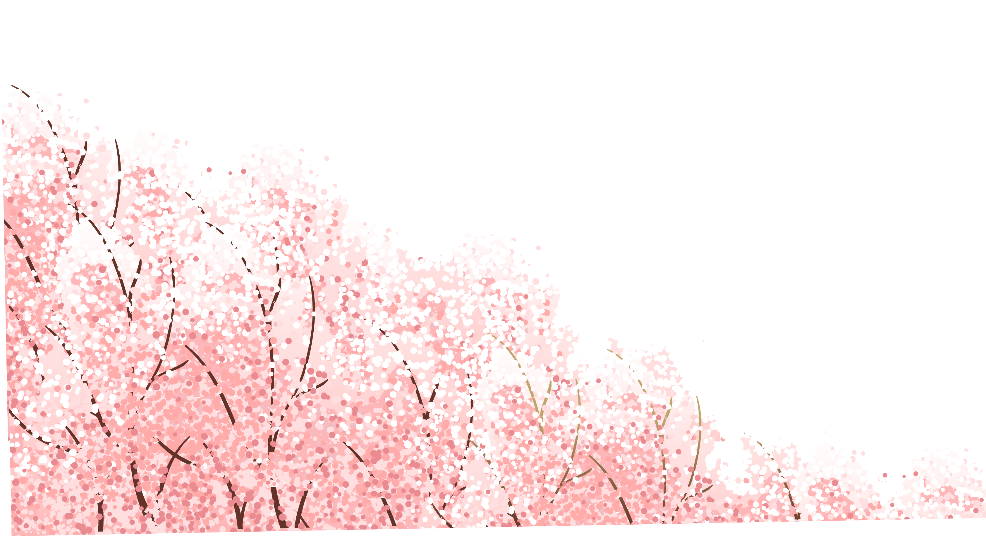 Japanese - Cherry Blossom Wallpaper Pink Clipart (3370x1831), Png Download