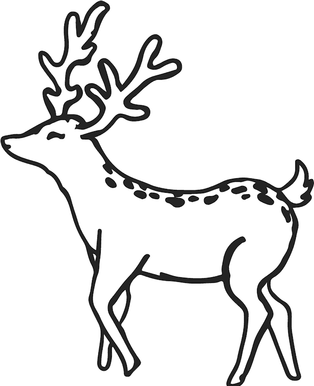 800 X 800 2 - Elk Clipart (800x800), Png Download