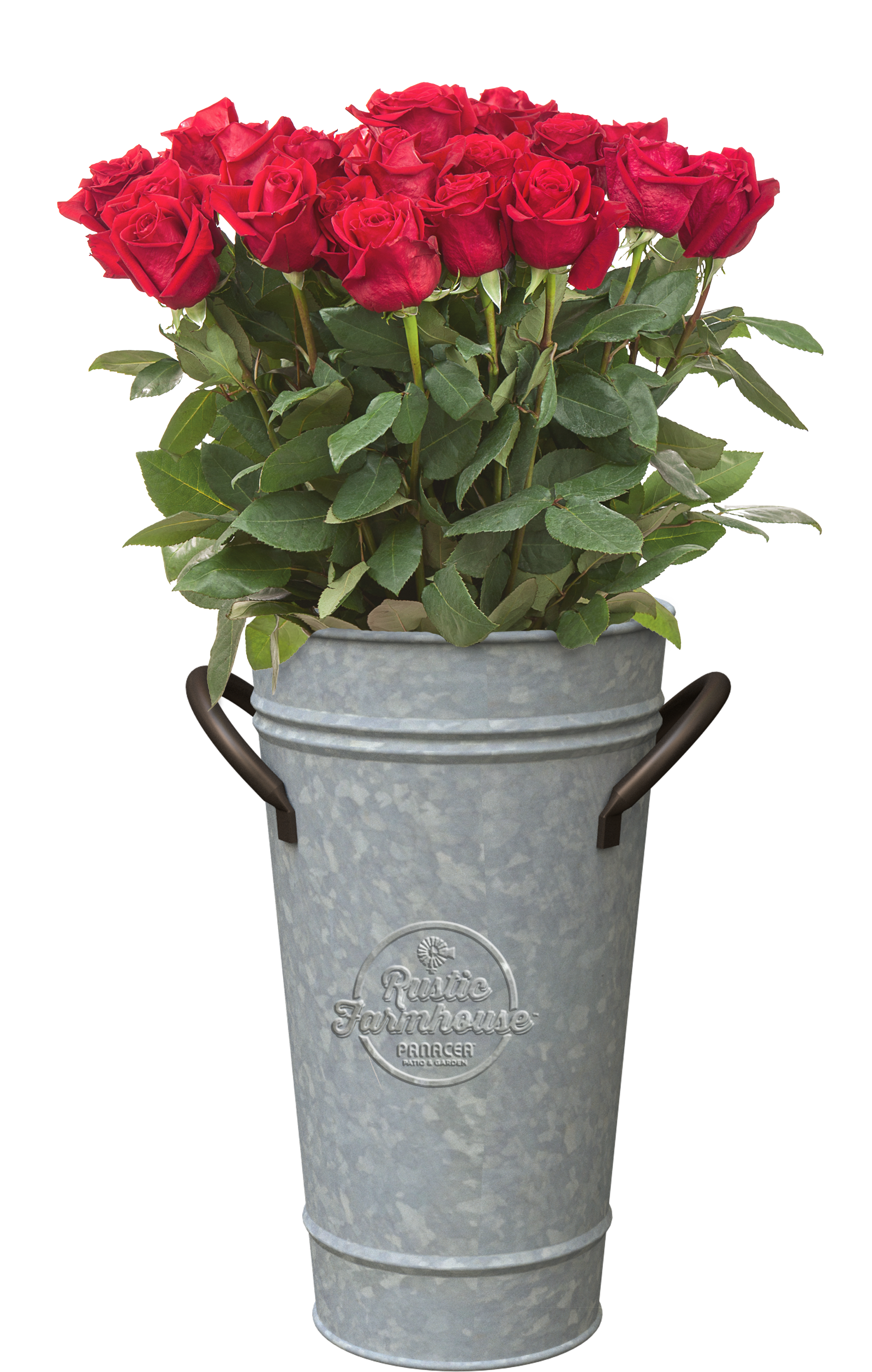 Panacea - Garden Roses Clipart (1800x3000), Png Download