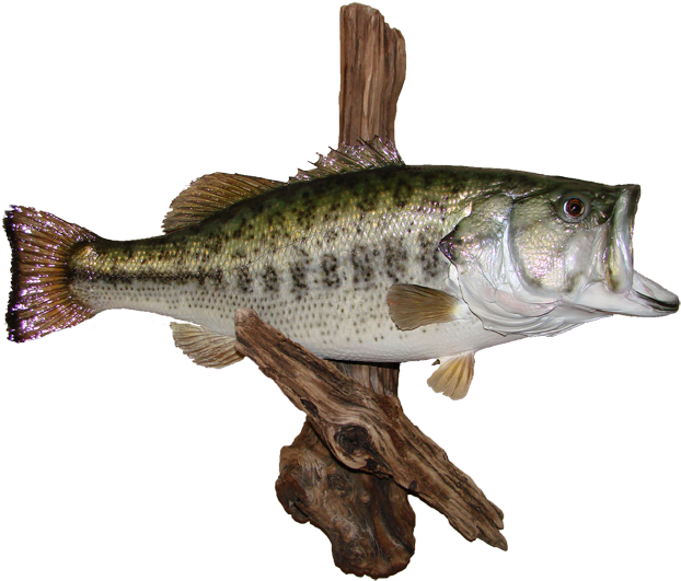 Largemouth Bass Mount - Northern Largemouth Bass Clipart (650x555), Png Download