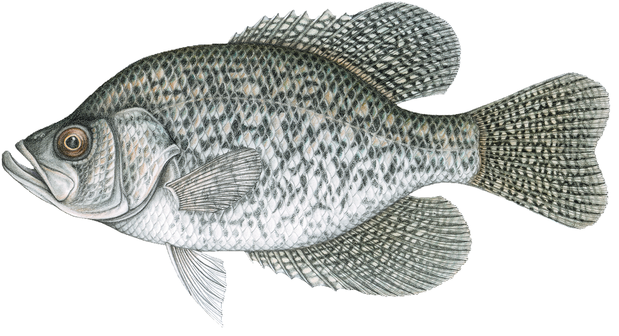 F Bc Clipart (1280x700), Png Download