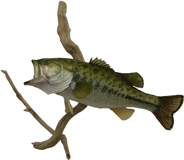 Largemouth Bass Mount - Perch Clipart (650x571), Png Download