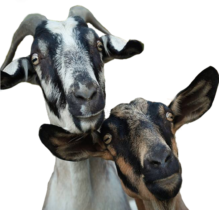 Ledgeway Goat Milk Soap Shop - Goat Clipart (755x755), Png Download