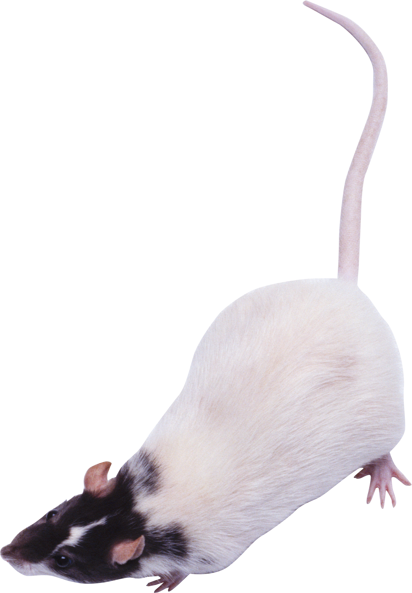 Mouse, Rat Png Image - Мышь Пнг Clipart (1387x1996), Png Download