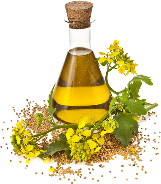 Oil Sunflower Canola Cooking Seed Rapeseed Oils Clipart - Nirgundi Oil - Png Download (600x600), Png Download